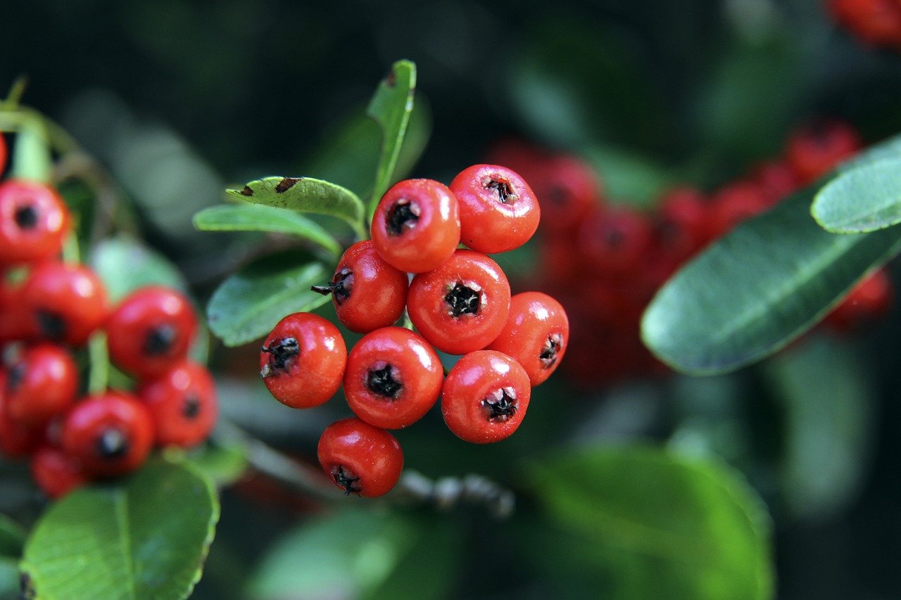 获得快速得 获得快速得