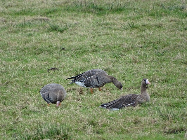 欧洲冠军联 欧洲冠军联